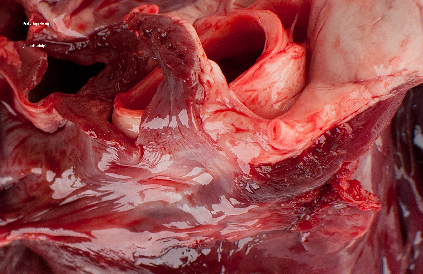 Kompaktseminar &raquo;Studiofotografie&laquo;